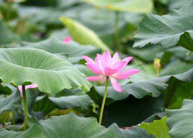 巢湖：公园荷花盛开 绘就夏日生态画卷