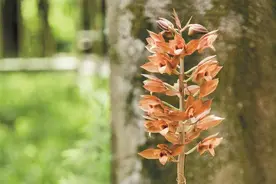 稀客！市民逛公园偶遇无叶美冠兰 该植物属于国际贸易公约附录里受保护植物种类图片