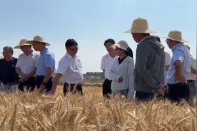 夏收进行时丨亩产超617公斤！优质小麦新品种鄂麦590喜获丰收图片