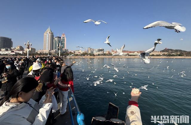冬日人鸥共舞绘就和谐图景