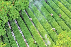 南方嘉木栖日照 近海山地飘茶香图片