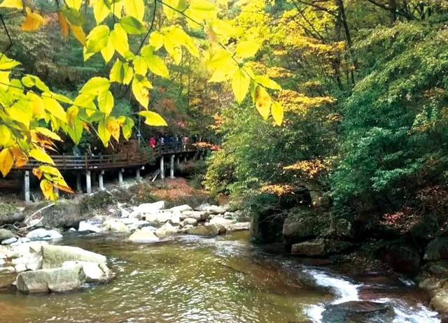 高铁直达的红叶观赏地，迎来“年度高光”！