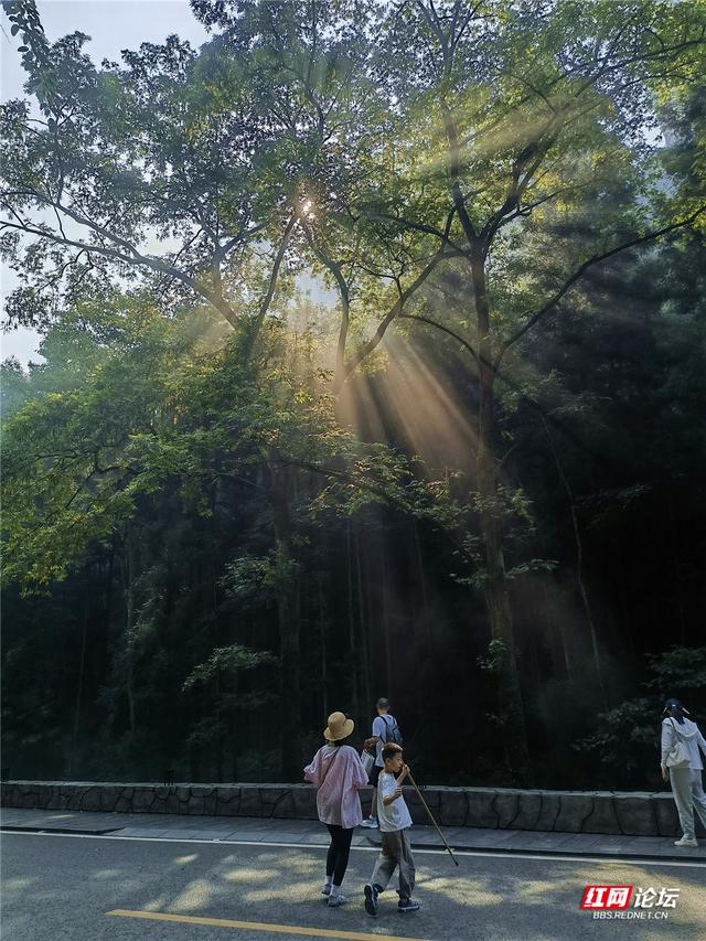 阳光在林间织梦，在张家界遇见光瀑奇观