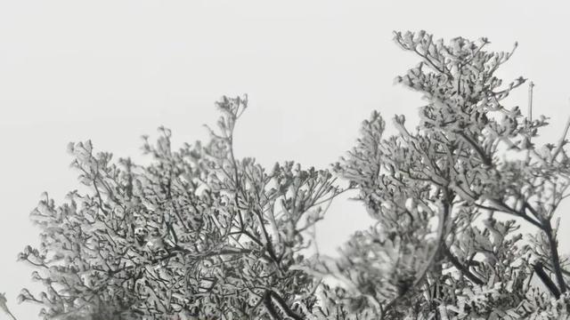 融水2026第一场雪来啦！你的朋友圈被刷屏了吗？