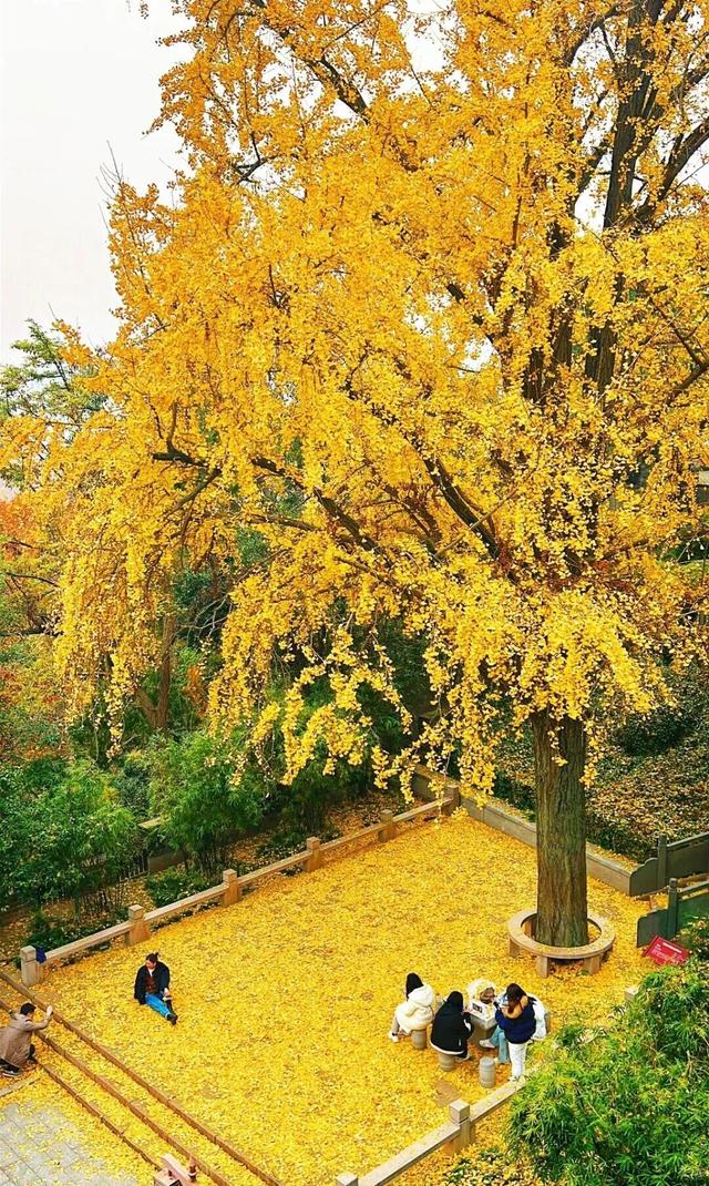 秋日限定“双骄”：从赏到玩转的完整攻略！