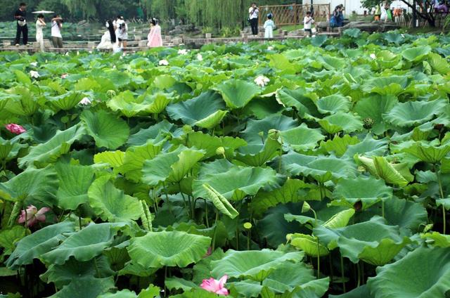 江苏苏州：盛夏时节 东园赏荷