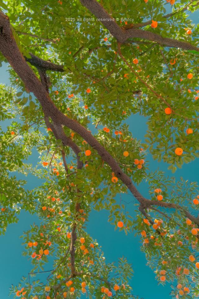 老舍院里的柿子红了！这份“甜蜜暴击”正席卷河南的秋天