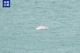 中华白海豚上线“春游”🐬三亚湾海域过往船只请注意避让~图片