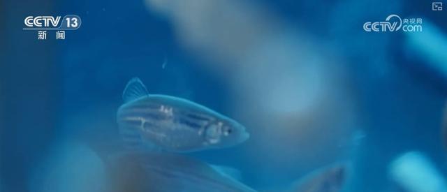 小鼠、向日葵、地黄……“太空家园”迎来“新伙伴” 航天员在轨生活充实有趣