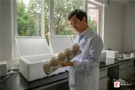 “果菌王”出菇！这场全民参与的网络科普背后，是云南对“吃菌自由”的无限追求图片