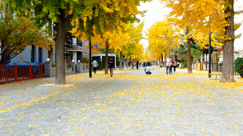 尽享秋日浪漫，大连24个“叶景打卡地”名单来了！