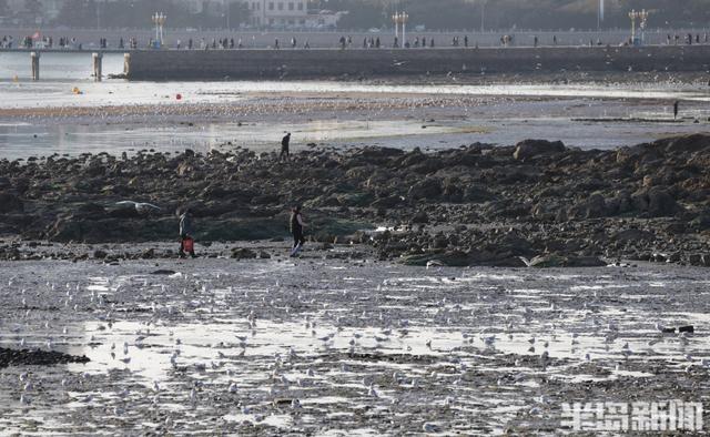 赶海+赏鸥，青岛走起