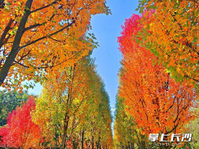 湖南农大枫叶进入最佳观赏期，错过等一年
