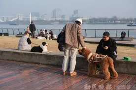独家述评｜打造“宠物友好”空间图片