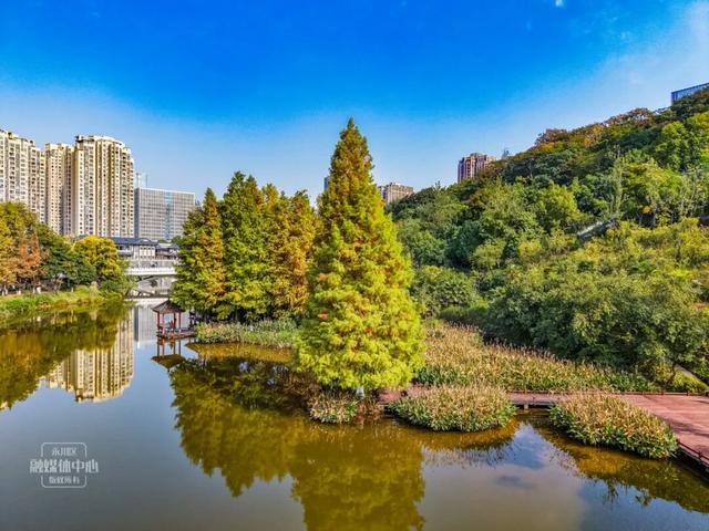 永川兴龙湖的水杉迎来最美的季节！