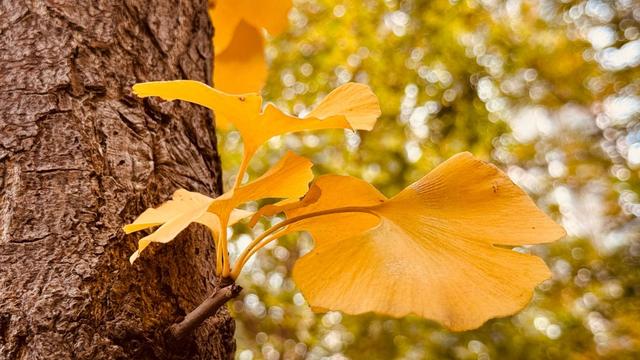 新视界｜静谧而美丽！济南的秋天美景欣赏