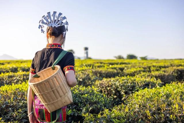 白沙喜提国家2A级旅游景区，陨石坑生态茶园+集市周末联动玩法请收藏！