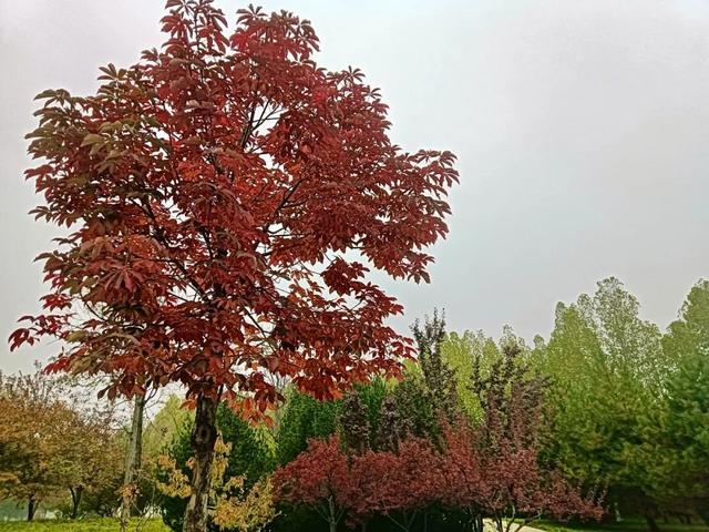 不必远行！邢台街头巷尾的彩叶之约等你赴会