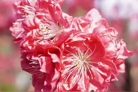新洲：碧桃花开惹人醉图片