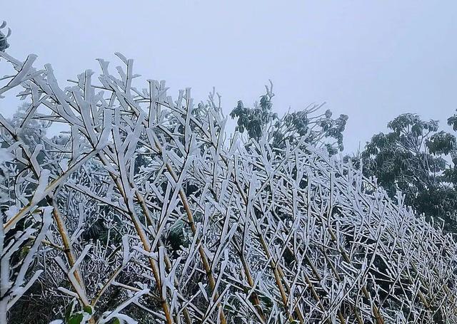 美到词穷！郴州首场雾凇惊艳上线