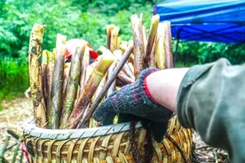 “直播间”取代烘干房 南川鲜竹笋搭上网络销往各地图片