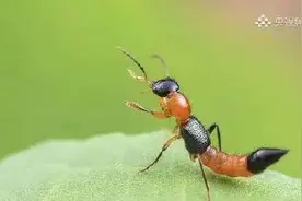 转发提醒！有人险些“毁容”，如何避免接触隐翅虫？图片