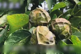 春季踏青，这些野味不要采，不能吃！图片