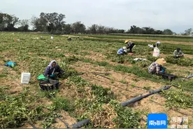 南国智库·观察丨种植面积超5000亩！七彩花生在海南如何一路生花？图片