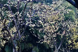 东湖蜡梅花开八成，还有一种龙年专属梅花过年期间绽放图片