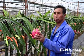 海南火龙果安家闽侯花桥村图片