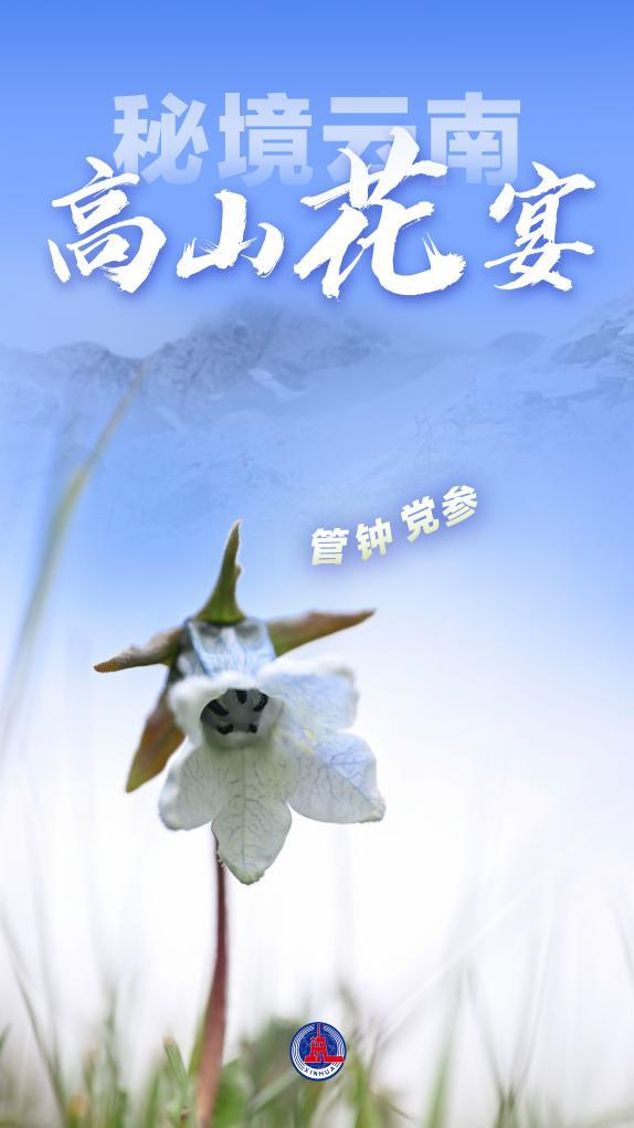 美丽中国丨秘境云南，高山花宴