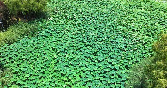 来宿城，打卡我“荷”你的浪漫