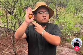 云南人捡菌有“暗语”？真实情况是……图片