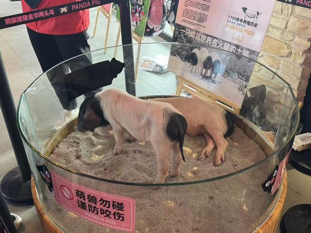 给旅途加点“萌” 金华服务区“两头乌小猪”等你来撸！