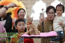 警惕！“免费领养”背后暗藏“猫贷”套路图片