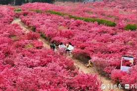 杜鹃花海+美食，青岛西海岸新区琅琊镇杜鹃园开园迎客图片