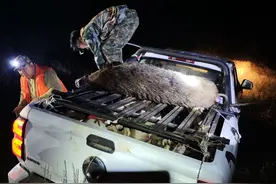 赏金猎人：追野猪，追流量图片