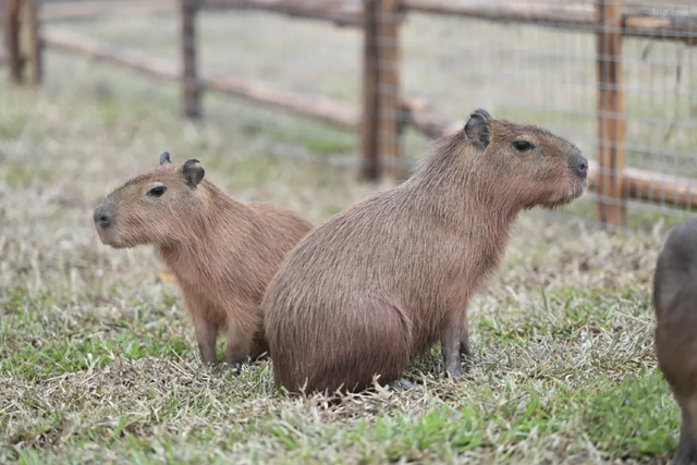火热报名中｜2025年第三届凤城百里徒步活动来啦！