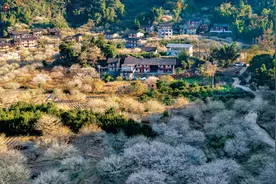 永泰葛岭的梅花都开很久了，您什么时候来？图片