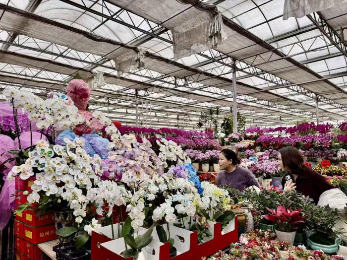 图记|花店女儿寒假作画,把年宵花画出新花样 - 图画吧TUHUABA