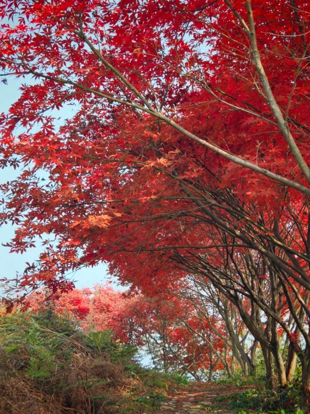 重庆秋色“天花板”火了！最快1小时飚拢！