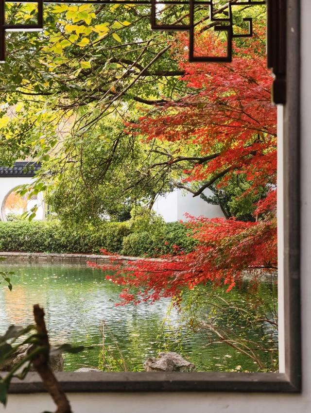 在静安，藏着一处红枫黛瓦的冬日中式美学“顶流”，猜猜在哪里？