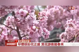 樱花树下站谁都美！武汉东湖赏春太雅了图片