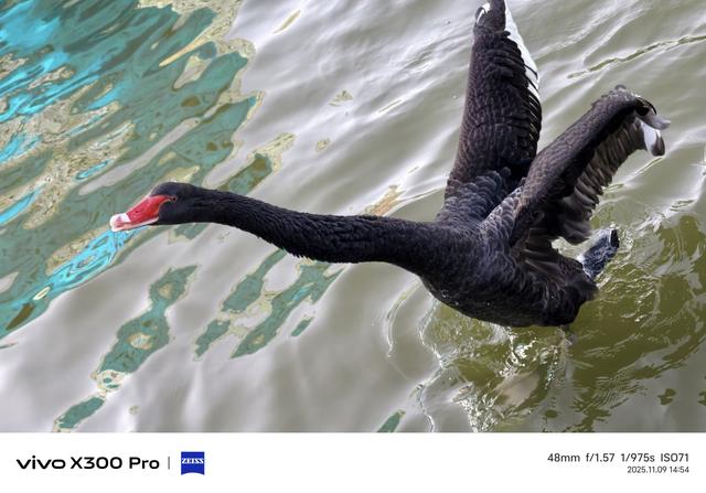 洛阳市：从政坊游园黑天鹅嘻戏