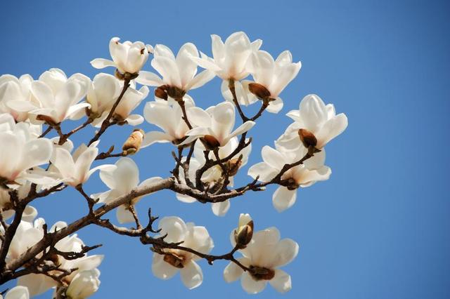 樱花桃花杏花……傻傻分不清？秒变识花高手，请点这里→