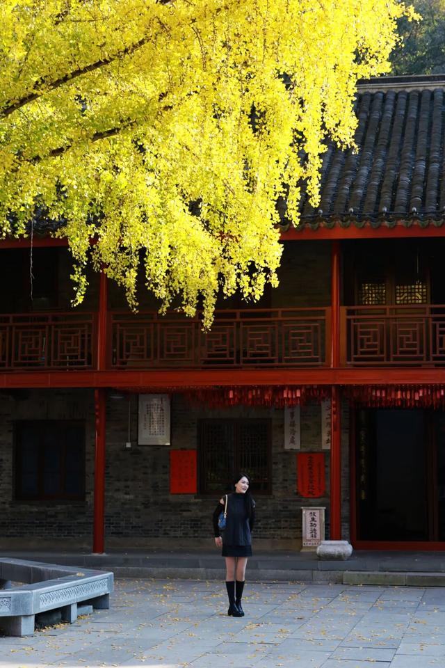 红墙+银杏已就位，本周拍照打卡攻略出炉！