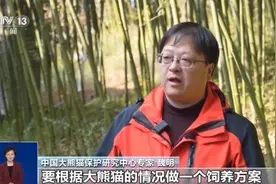 旅行结束！今年17只旅居大熊猫返回家乡图片