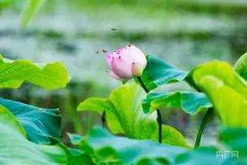 瞰江西！芒种时节荷花开图片