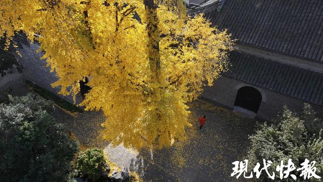 一树一景，扬州古城银杏树同披“黄金甲”