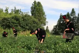 雷山鱼酱酸：一瓶乡愁“涮”出乡村振兴新篇章图片